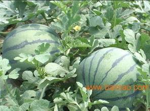 山东网红团队吃瓜事件,揭秘网络舆论风波背后的真相 第1张 山东网红团队吃瓜事件,揭秘网络舆论风波背后的真相 第1张